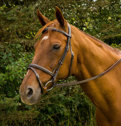 Horse wearing Mono Crown Bridle with Flash - Padded Bridle with Rubber Reins against a green foliage background