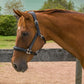 Horse wearing Henri de Rivel Stress Free Halter With Fancy Contrast Stitching in an outdoor paddock setting