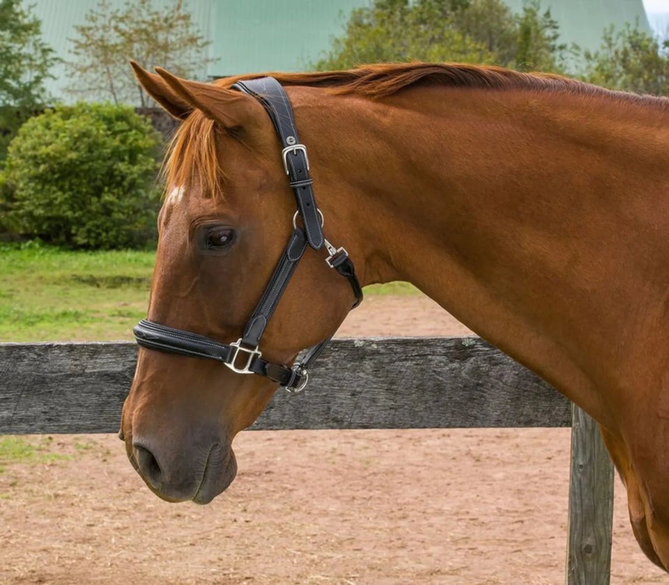 Henri de Rivel Stress Free Halter With Fancy Contrast Stitching, view 8