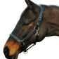 Horse wearing Henri de Rivel Stress Free Halter With Fancy Contrast Stitching in dark leather with silver hardware.