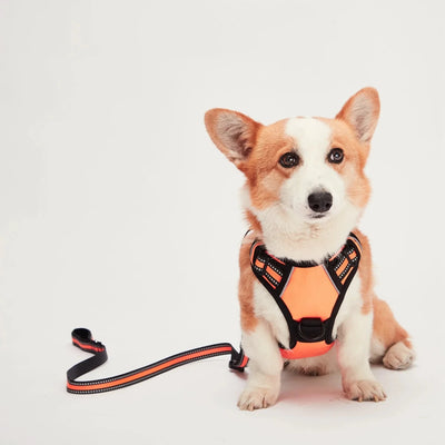 Mr. Peanut's PetTrek Reflective Pet Dog Harness With Matching Dog, Orange/XSMALL