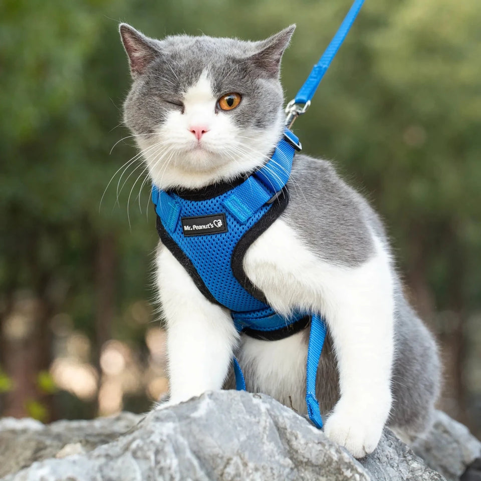 Mr. Peanut's PurrTrek Reflective Cat Dog Harness with Matching Dog, view 9