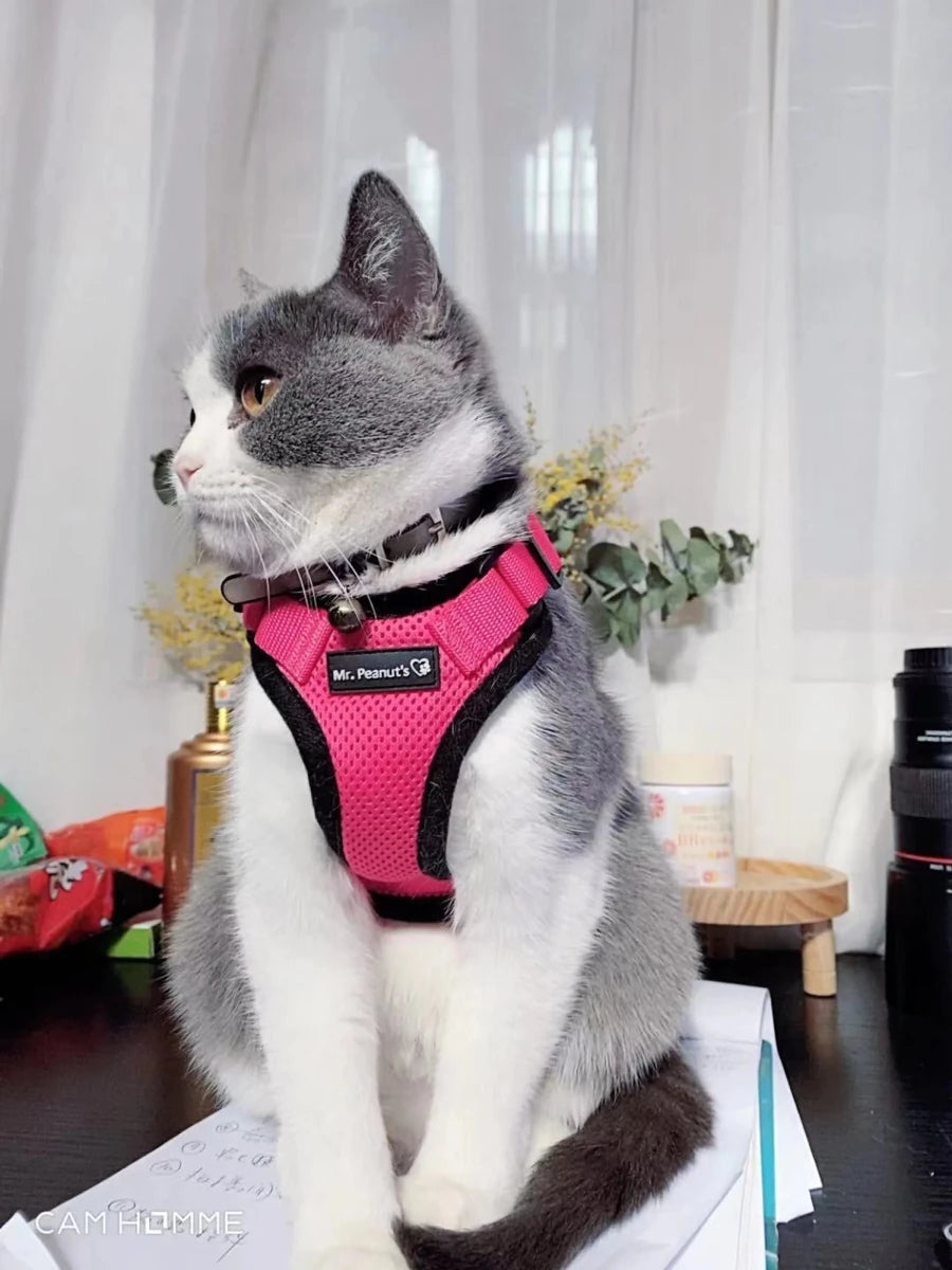 Mr. Peanut's PurrTrek Reflective Cat Dog Harness with Matching Dog, view 12