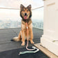 HANDS FREE DOG ROPE LEASH - BUBBLE SODA - Pets Perfect
