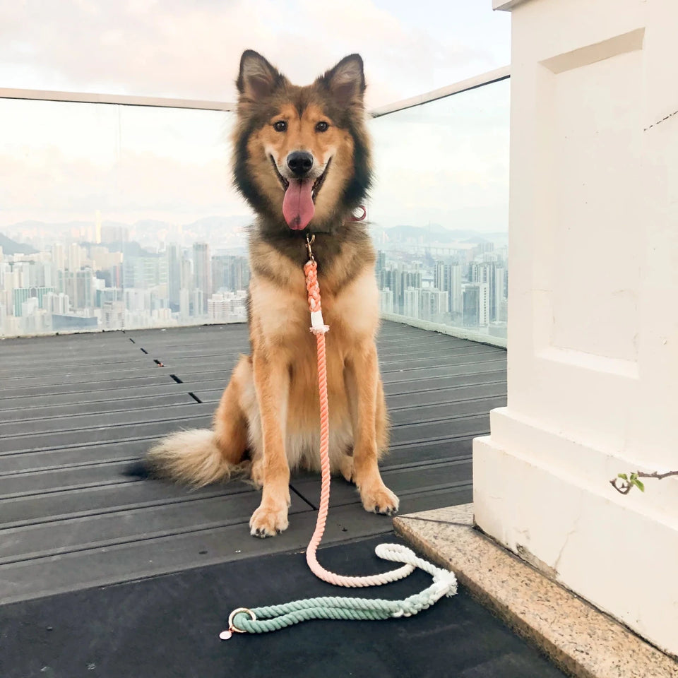 Hands-Free Dog Rope Dog Leash - Bubble Soda, view 2