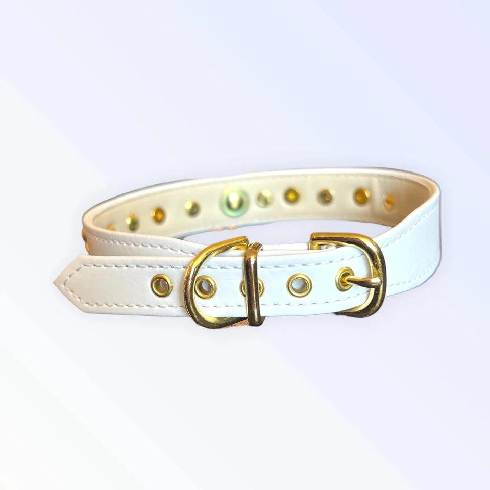 Popstar Studded Dog Collar - Pets Perfect