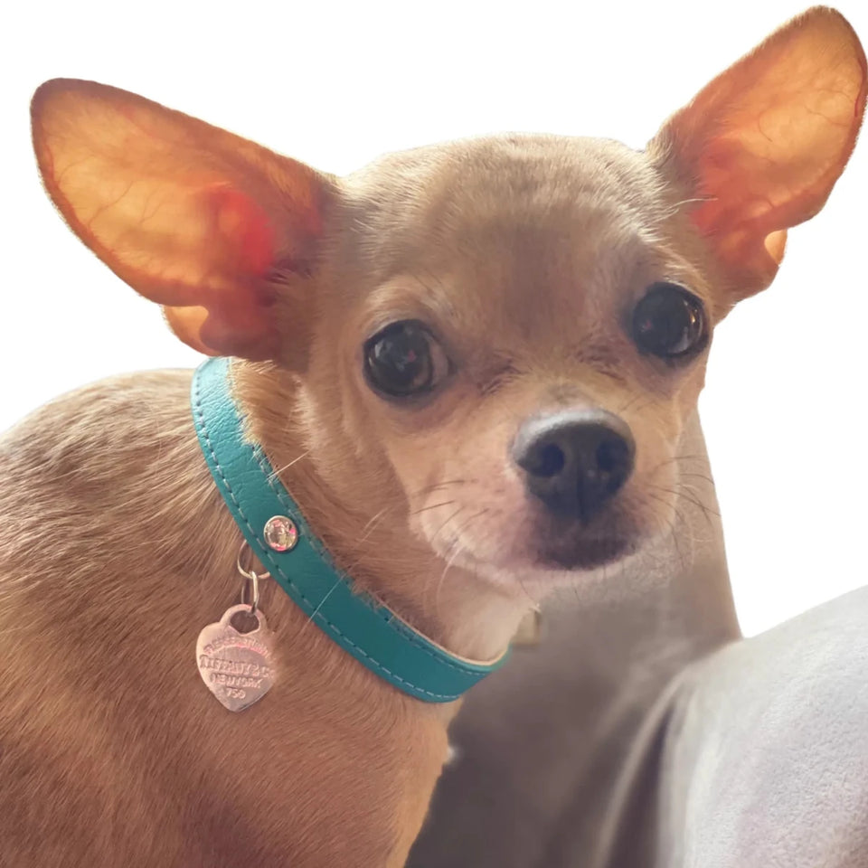 Return to Sniffany Charm Necklace - Pets Perfect