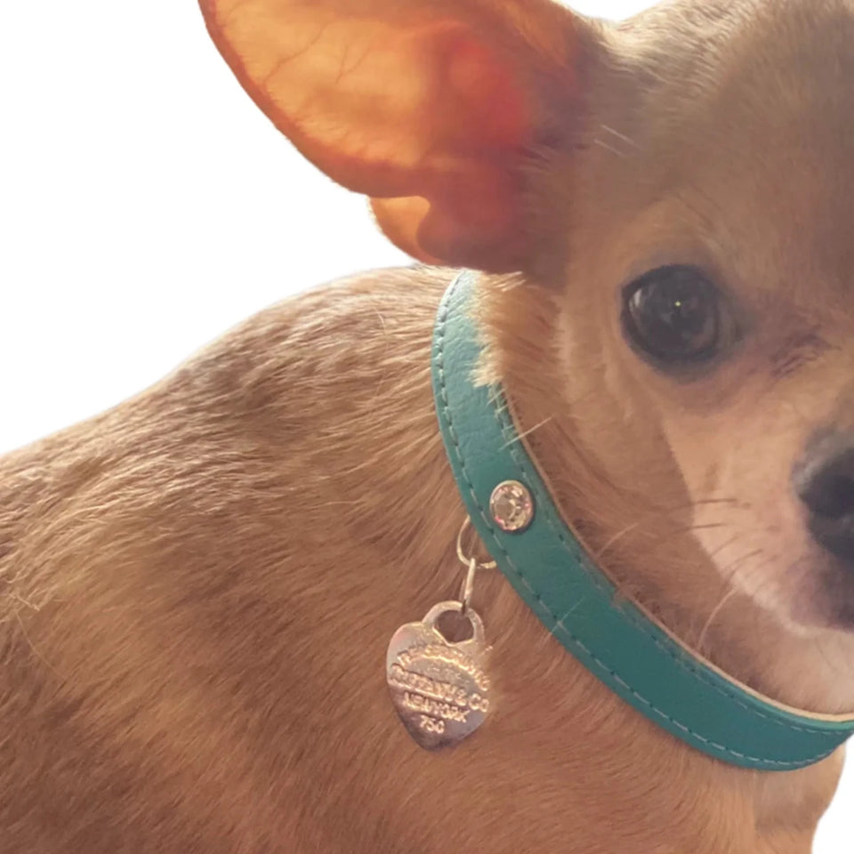 Return to Sniffany Charm Necklace - Pets Perfect