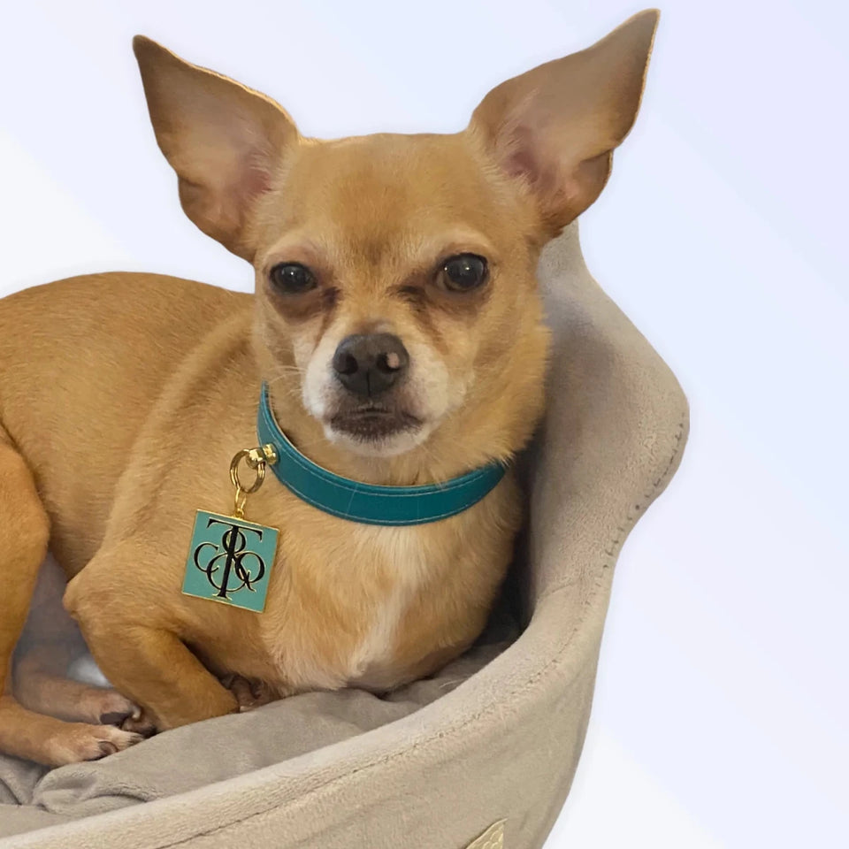 Sniff & Co. NYC Logo Dog Collar - Pets Perfect