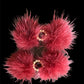 Snowflake Pom Pom Hair Barrettes - Dog Hair Clips by Bark Fifth Avenue