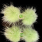Snowflake Pom Pom Hair Barrettes - Dog Hair Clips by Bark Fifth Avenue