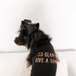 Too Glam to Give a Damn Dog Tee and Dress by Bark Fifth Avenue