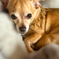 Fabulously Fierce Dog Necklace