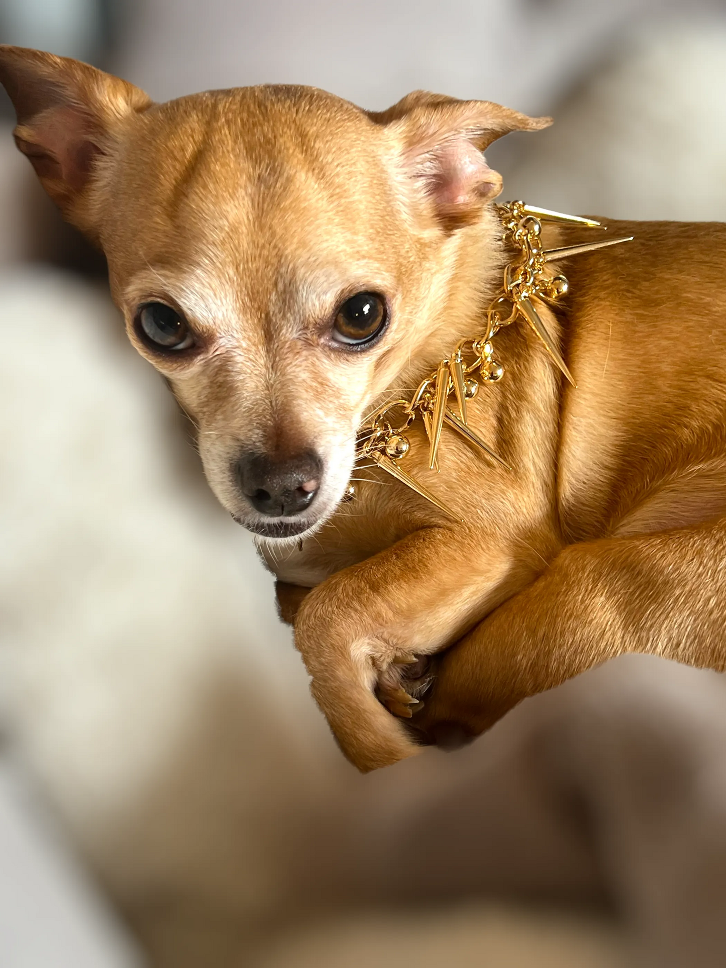 Fabulously Fierce Dog Necklace