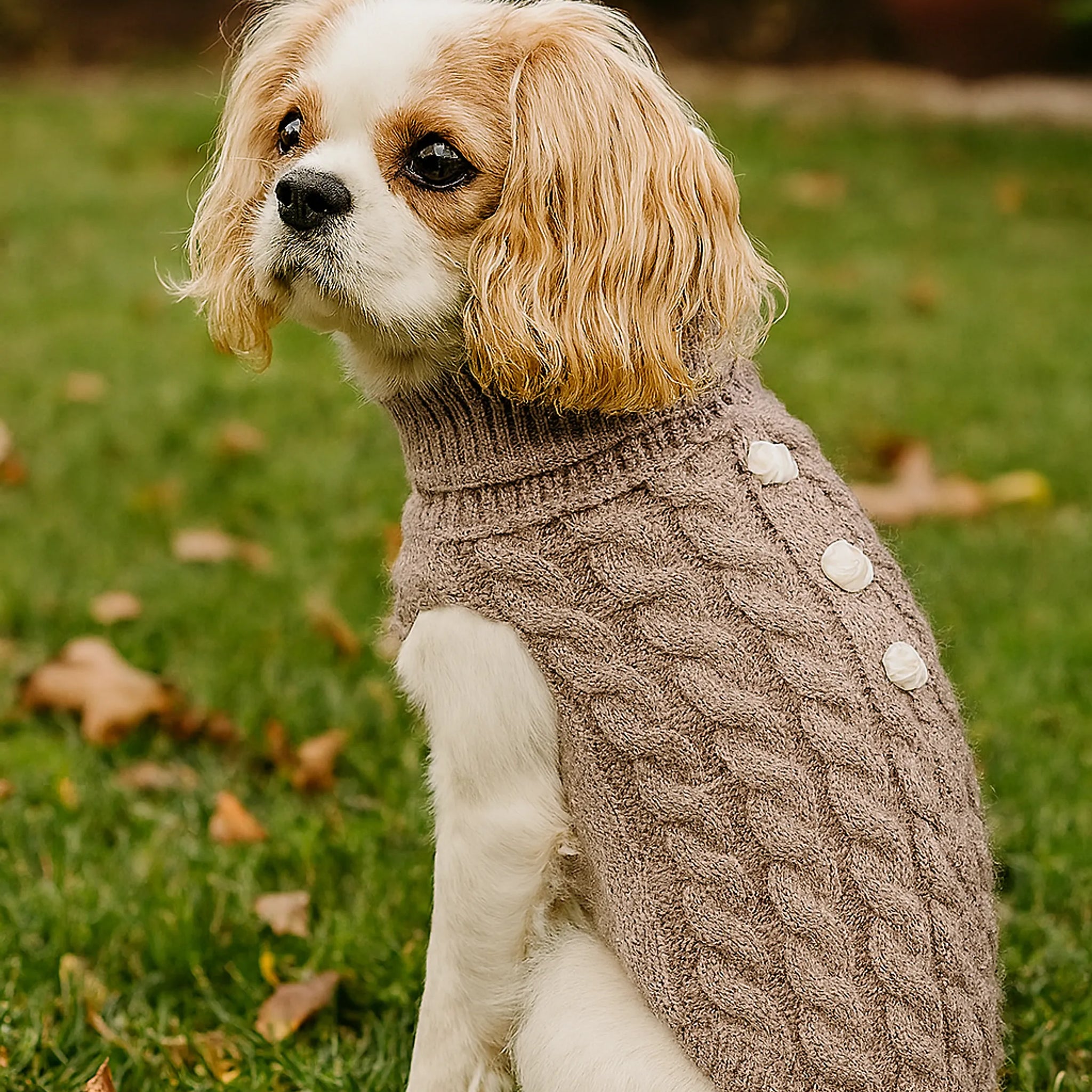Pumpkin Pie Pearl Knit Dog Sweater