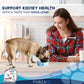 Woman watching small dog eat from bowl promoting Forza10 Actiwet Renal Support Canned Dog Food for kidney health and taste dogs love