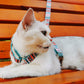 Pawsome Pets Step - In Cat Harness - Tropical Print for Easy & Secure Walks - Pets Perfect