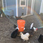 Chickens gathered around an orange POULTRY PRO FEEDER outside a blue coop on a sunny day.