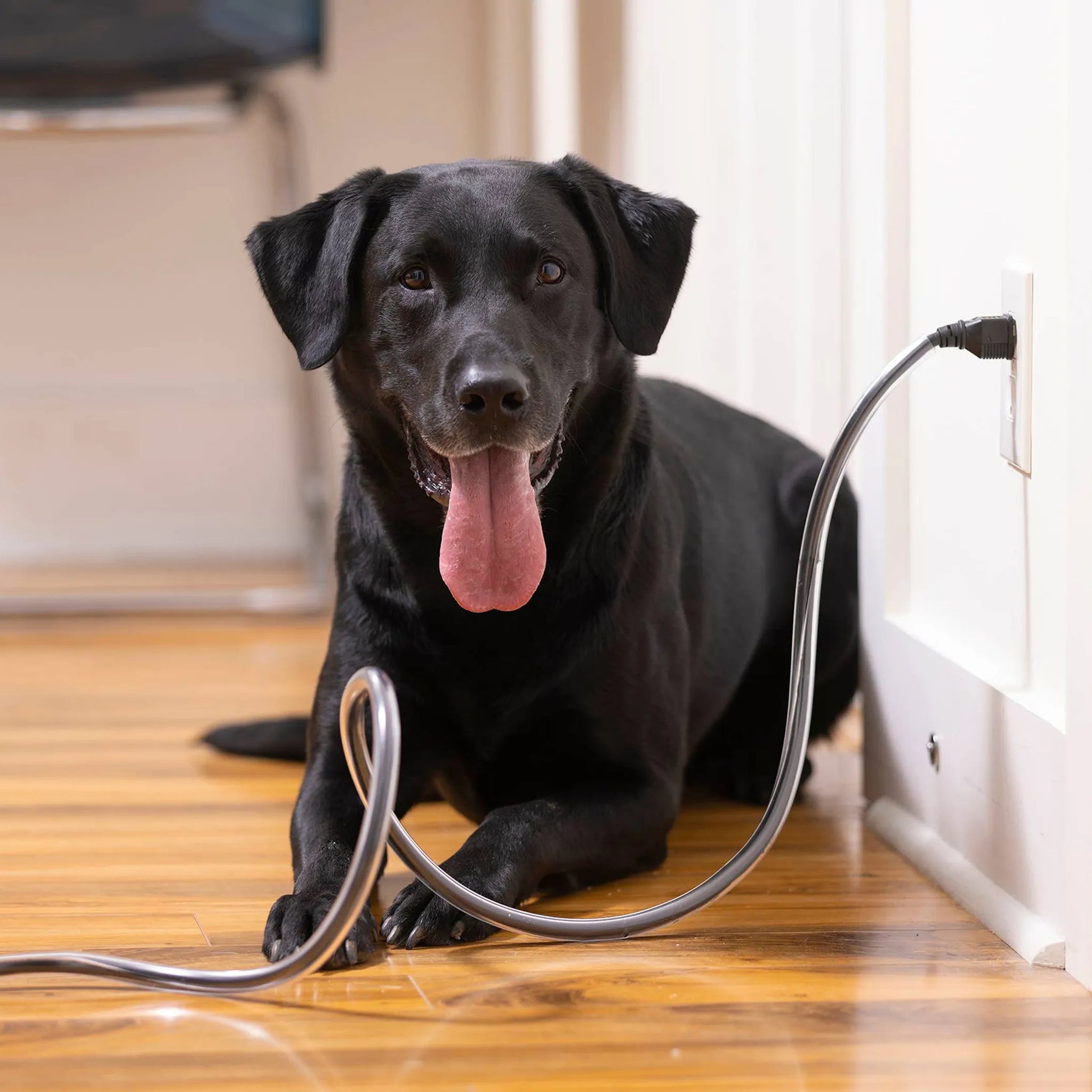 PETCORDS HEAVY DUTY 8FT CORD PROTECTOR FOR PETS MADE IN USA