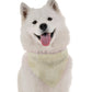 Faye Watercolor Dog Bandana by Bandoggies