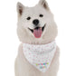 BanDoggie Birthday Girl Dog Bandana - Birthday Celebration