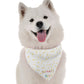 Birthday Boy Dog Bandana by Bandoggies