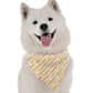 BanDoggie June Dog Bandana