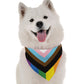 BanDoggie Progress Pride Dog Bandana - Celebrate Love All Year Round
