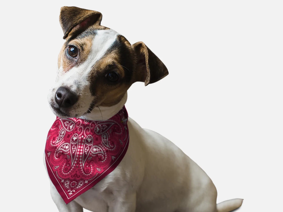 Pink Paisley Dog Bandana, BanDoggie - Pets Perfect
