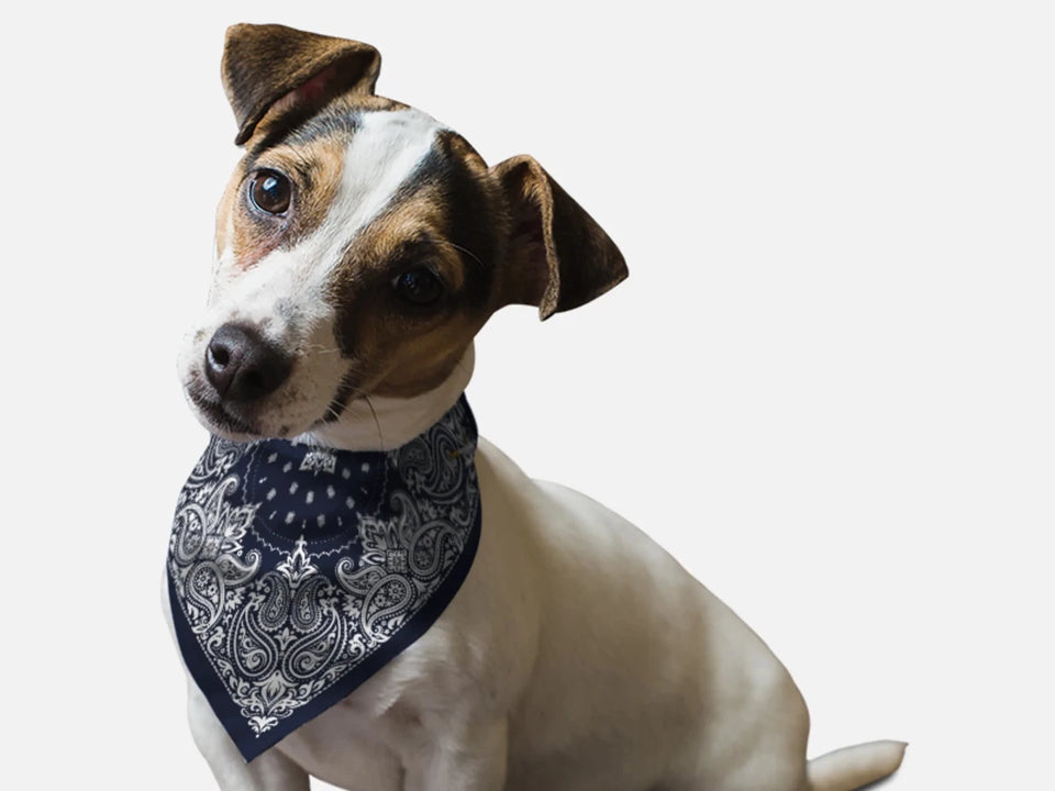 BanDoggie Navy Paisley Western Dog Bandana - Pets Perfect