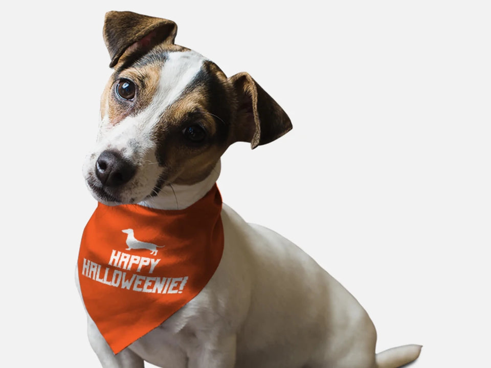 Happy Halloweenie! - Pets Perfect