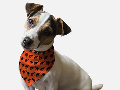 Scaredy Cat Dog Bandana by BanDoggies - Pets Perfect