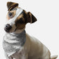Ghosts Galore Halloween Dog Bandana by BanDoggie