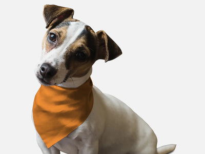 Florida Orange Dog Bandana by BanDoggie - Pets Perfect