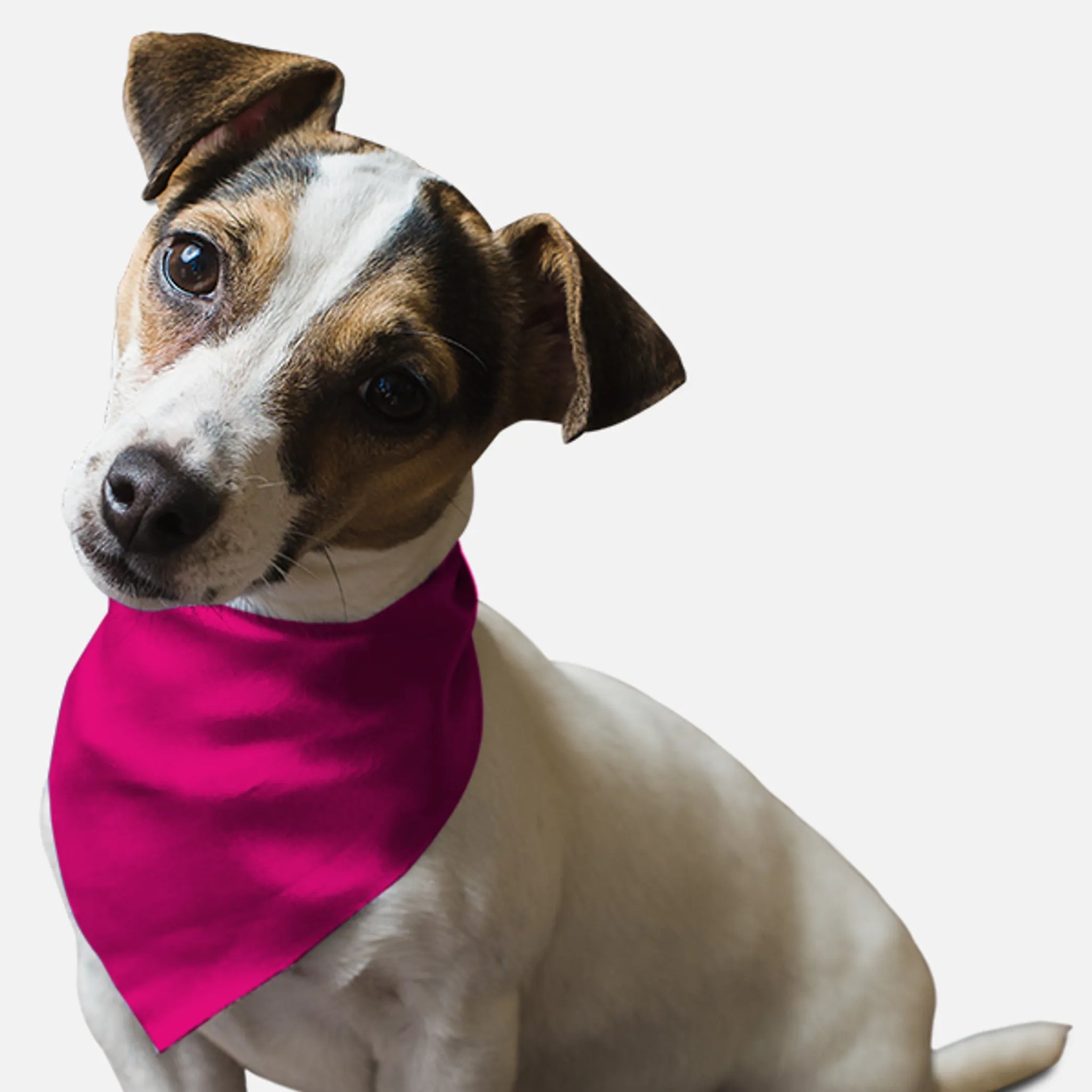 Neon Frisbee Pink