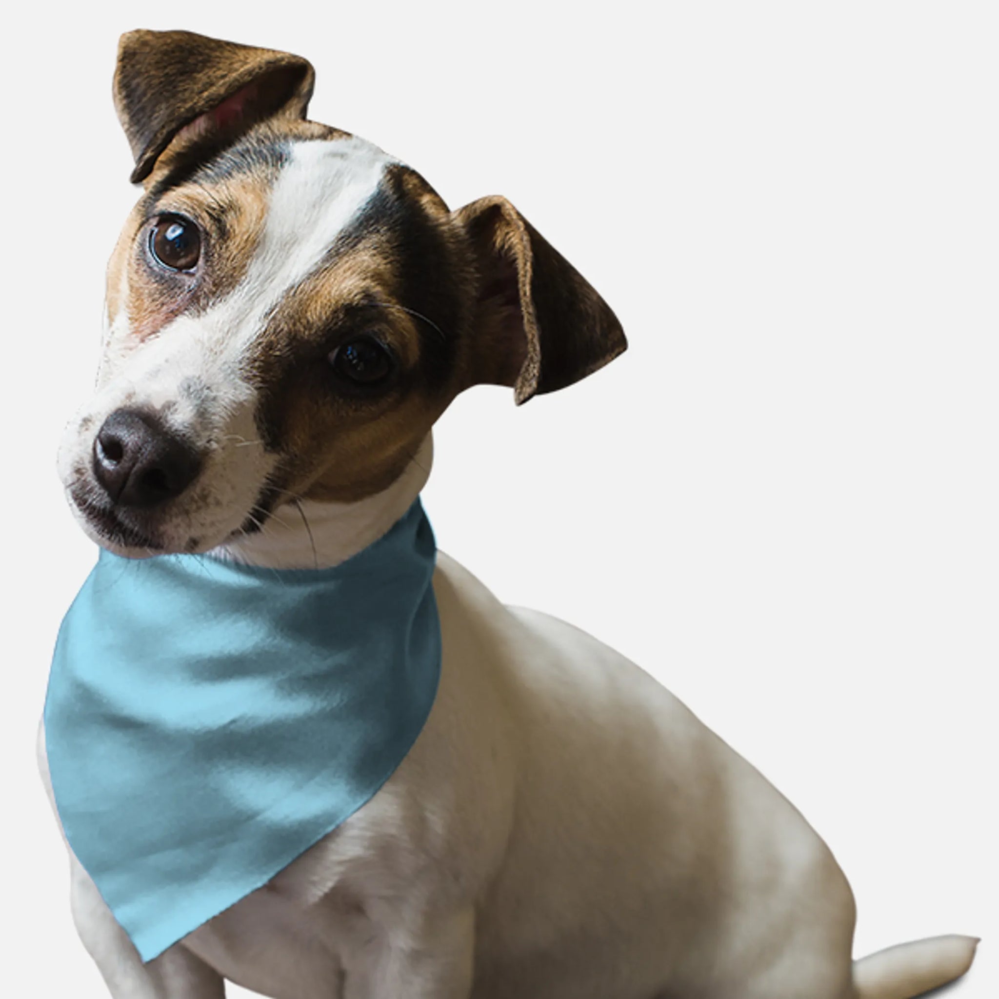 Water Bowl Blue