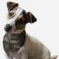 1950's Retro Style Dog Bandana | BanDoggie