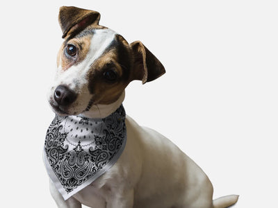 Grey Paisley Dog Bandana by BanDoggie - Pets Perfect