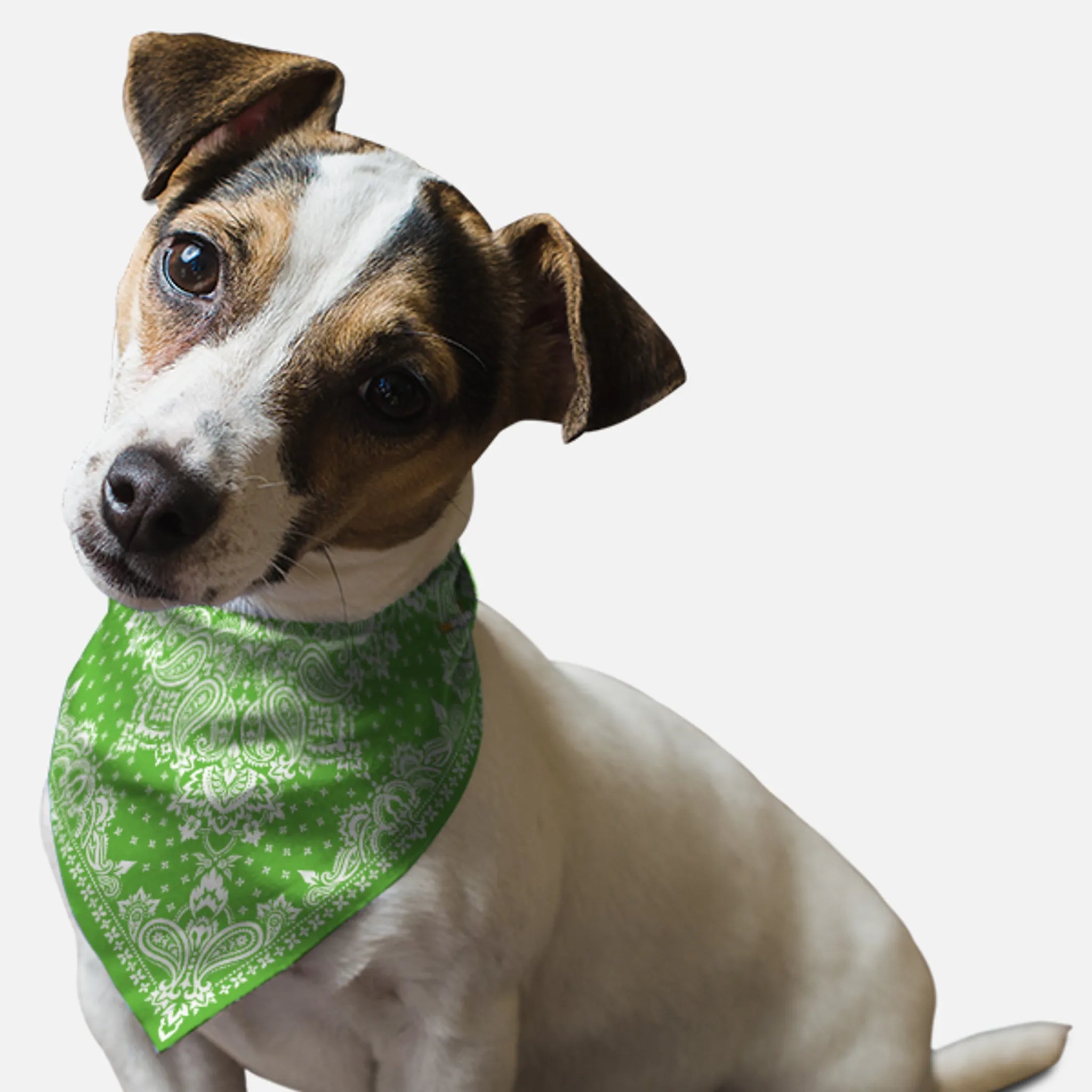 Kelly Green Paisley