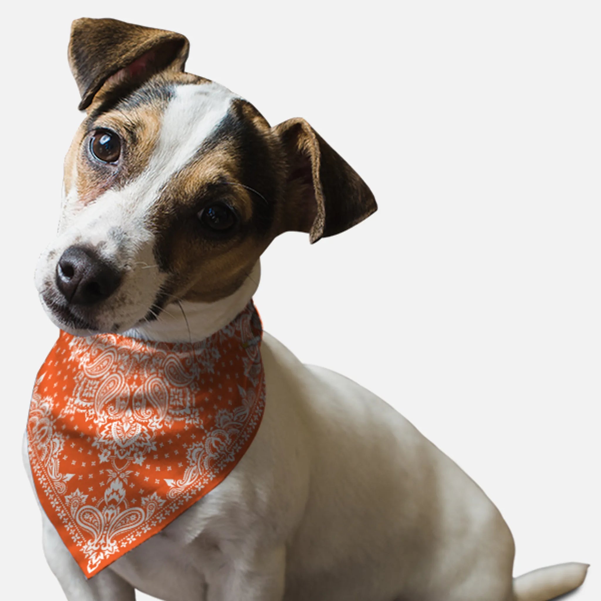 Orange Paisley
