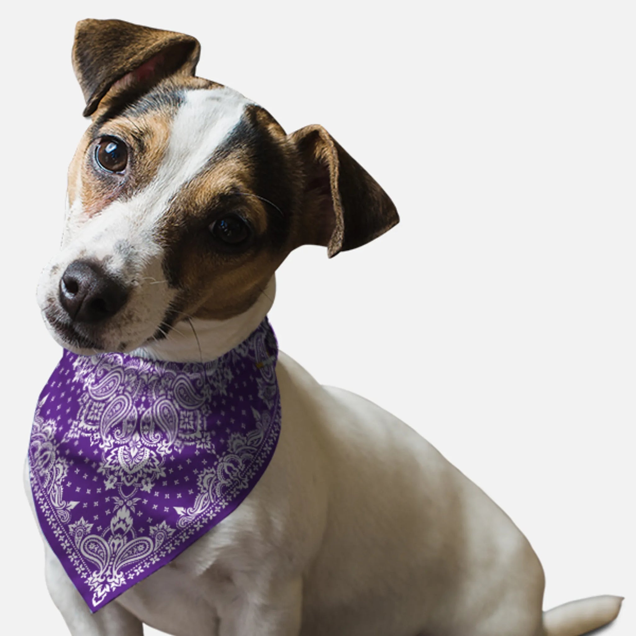 Violet Paisley