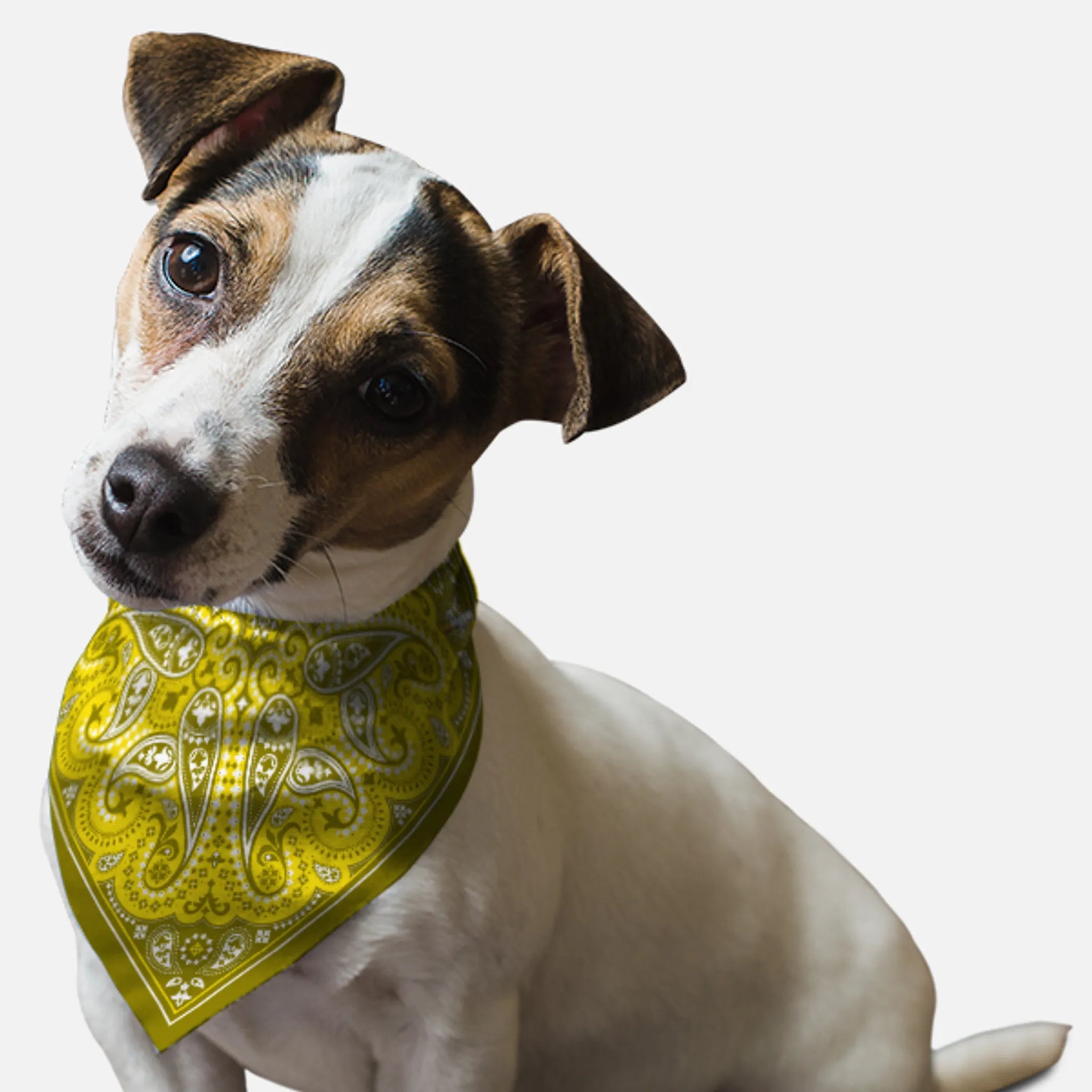 Yellow Paisley