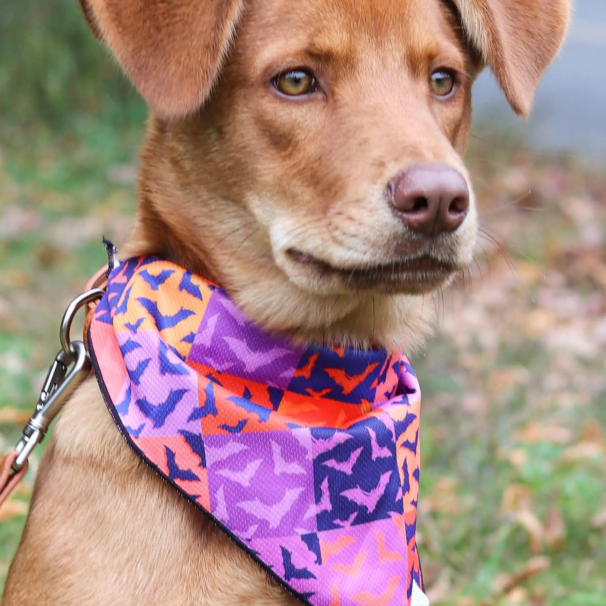 Spooky Bat Squares Dog Bandana