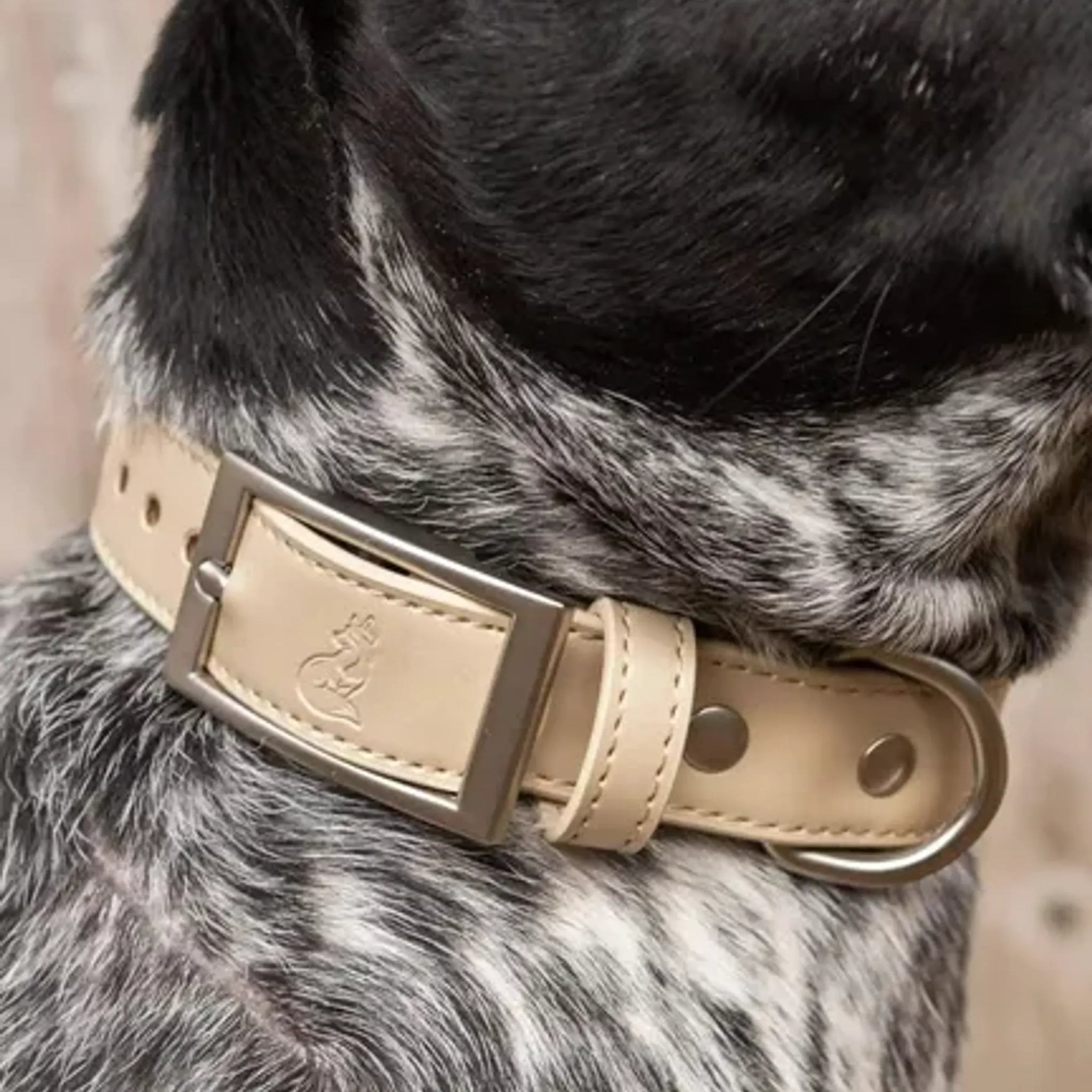 Champagne Fizz Vegan Leather Dog Collar