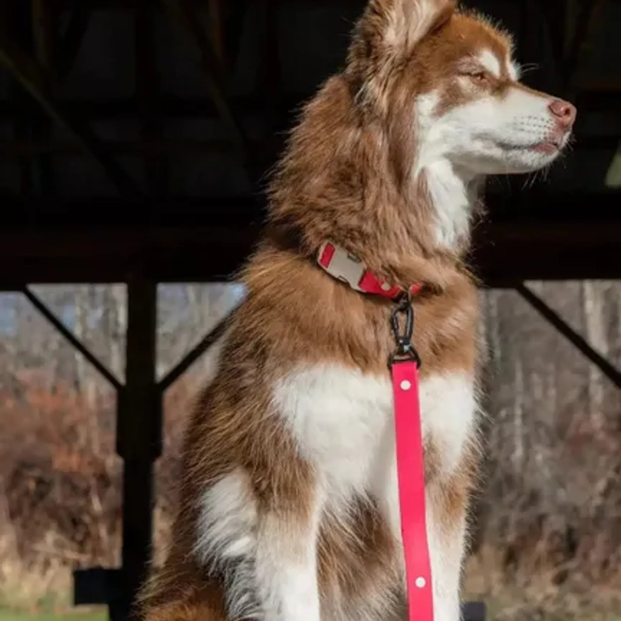 Red Mountain Syrah Waterproof Dog Leash