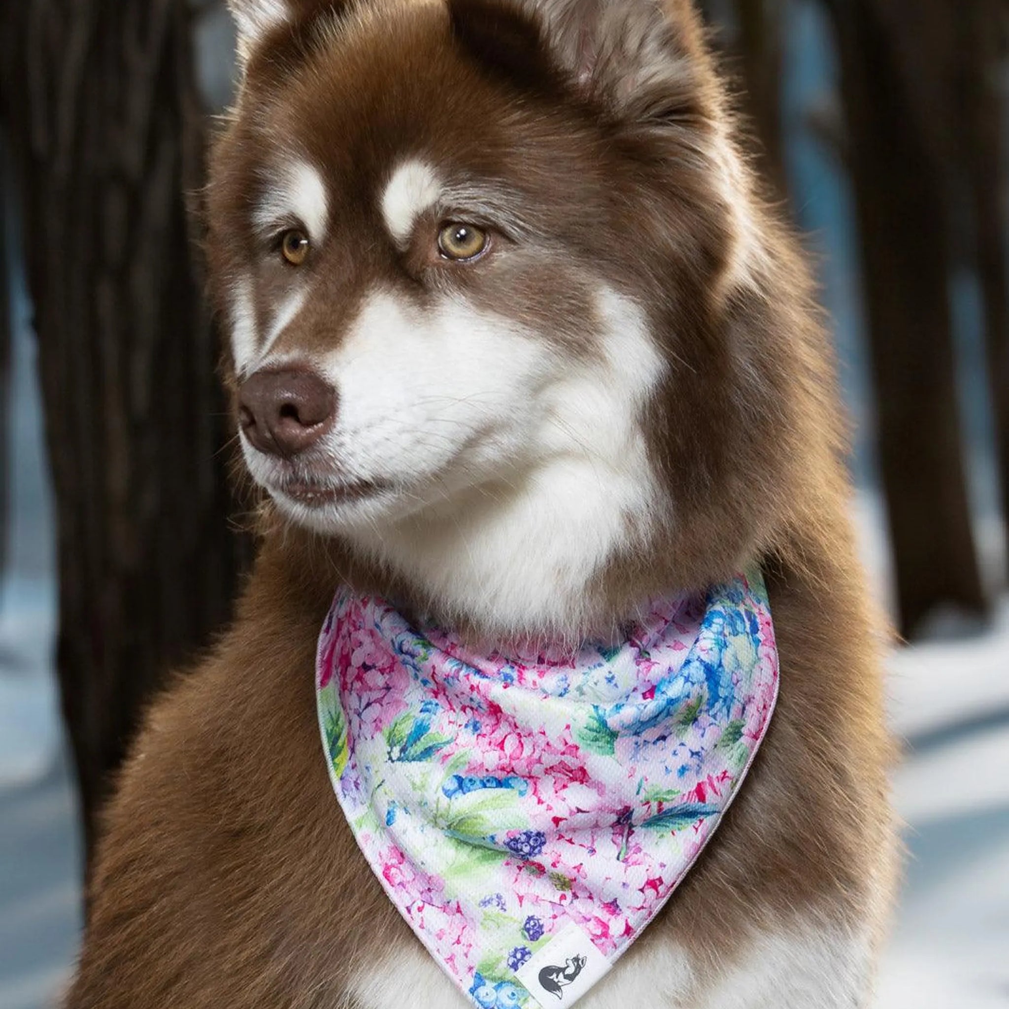 Hydrangea Haven Dog Bandana & Matching Keychain