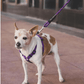 Premium Padded Rope Leash For Dogs Of All Sizes - Pets Perfect