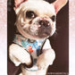 ADJUSTABLE HARNESS - BLUMOND FLAMINGO - Pets Perfect