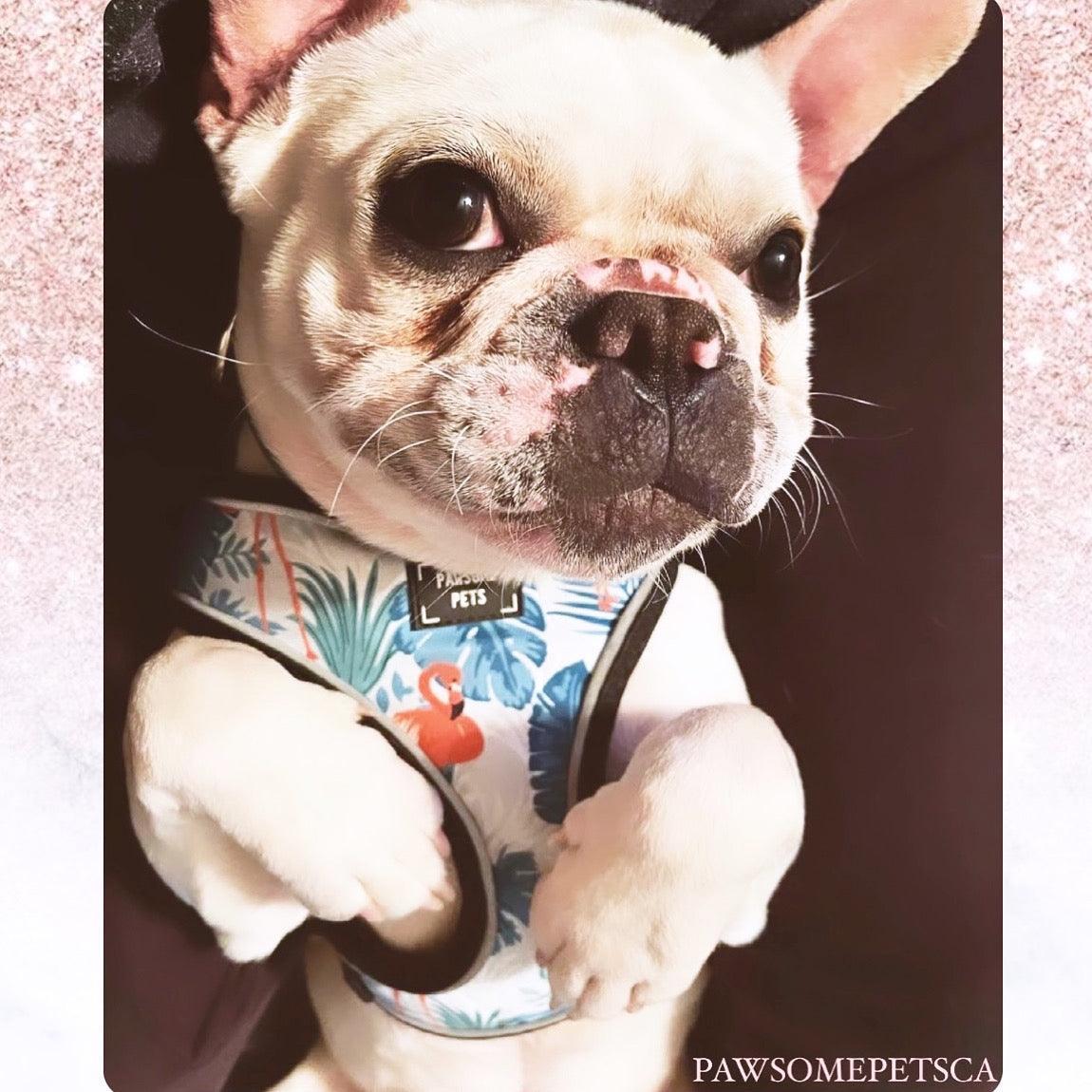 ADJUSTABLE HARNESS - BLUMOND FLAMINGO - Pets Perfect
