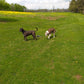 Double Dog Run Tangle-free Two Dog Tie Out Stake